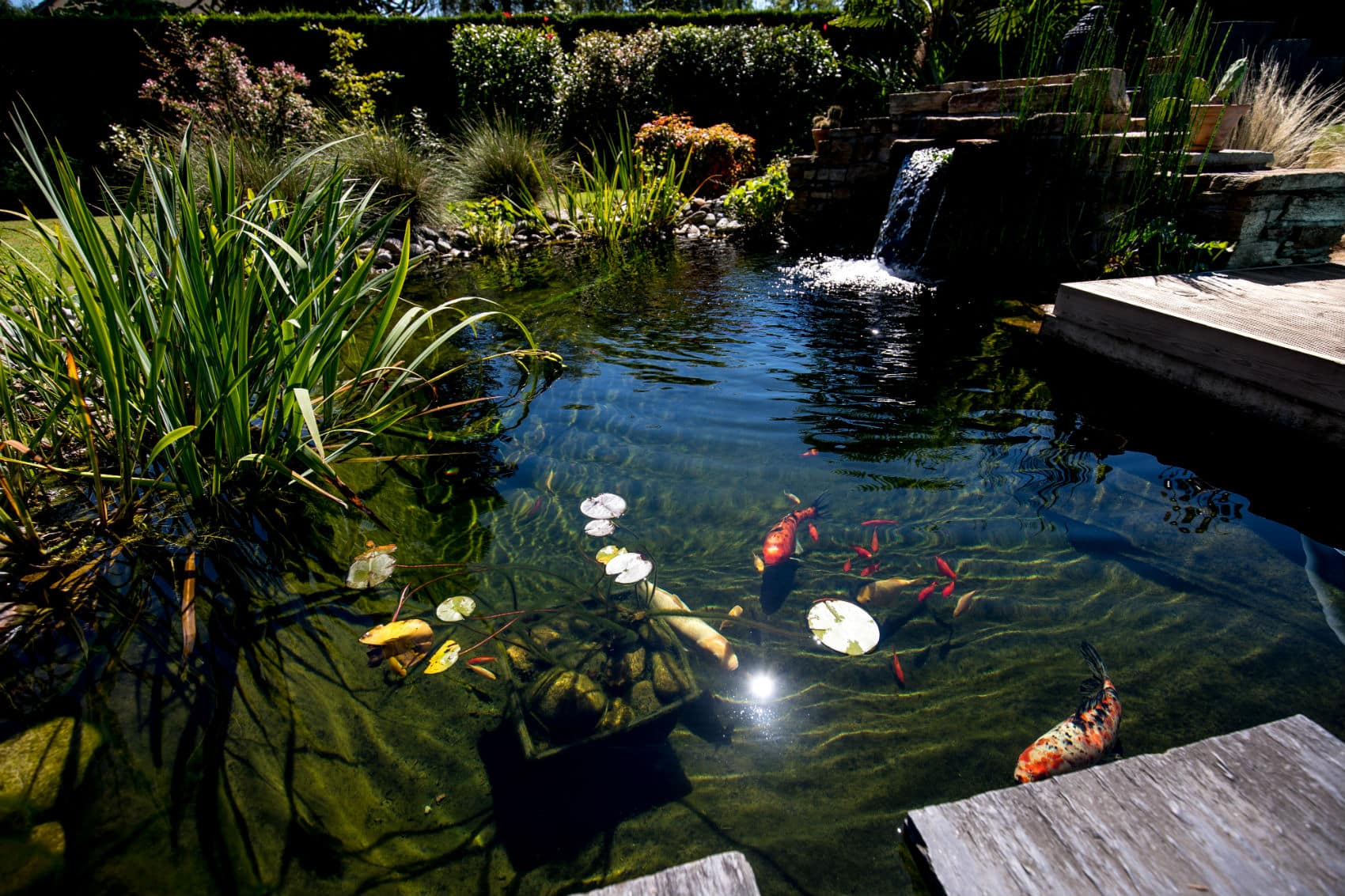 photos de bassins de jardin - Recherche Google